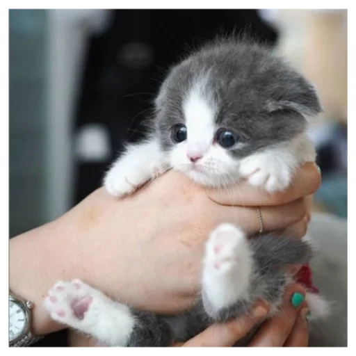 кошка кошки малого и среднего размера кошачьи