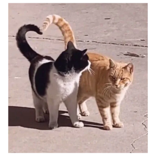 животное млекопитающее кошка