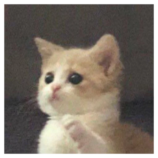 животное млекопитающее кошка