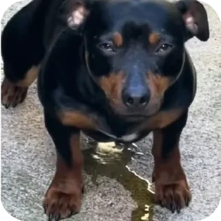 Sticker Гипертония ануса - 8