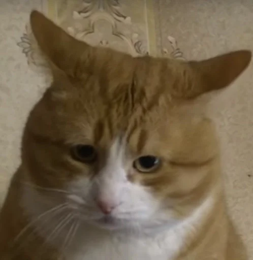 mammal small to medium-sized cats domestic cat