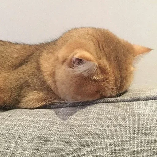 animal mammal small to medium-sized cats