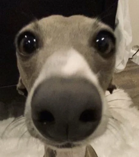 Стикер Gkoop - 1