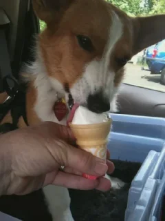 Sticker tvarina - 10