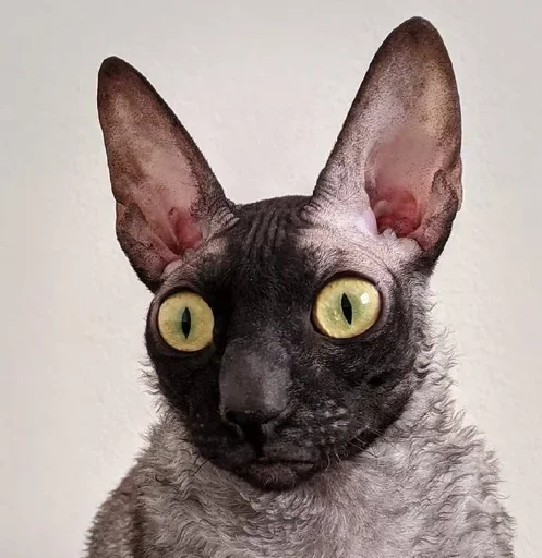 Sticker GkxKUHM_by_achestickbot - 1