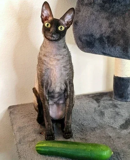 Sticker GkxKUHM_by_achestickbot - 1