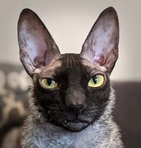 Sticker GkxKUHM_by_achestickbot - 1