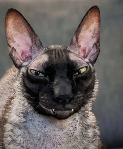 Sticker GkxKUHM_by_achestickbot - 1