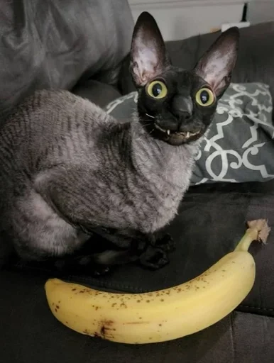 Sticker GkxKUHM_by_achestickbot - 1