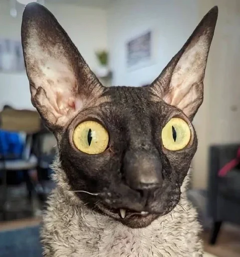 Sticker GkxKUHM_by_achestickbot - 1