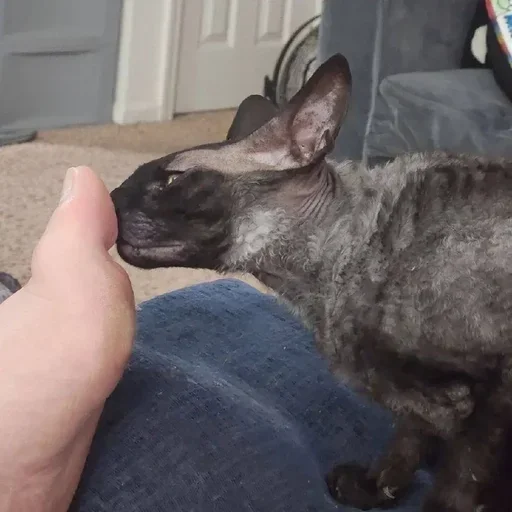 Sticker GkxKUHM_by_achestickbot - 1