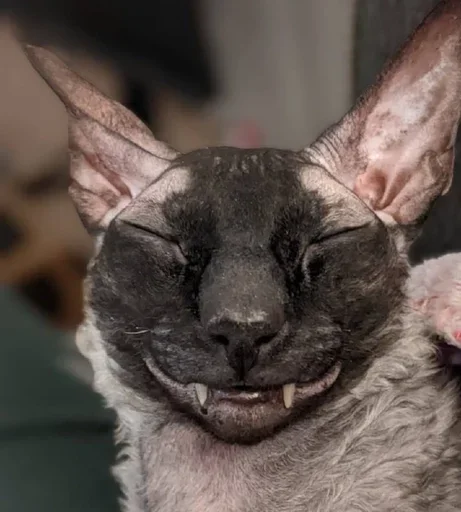 Sticker GkxKUHM_by_achestickbot - 1