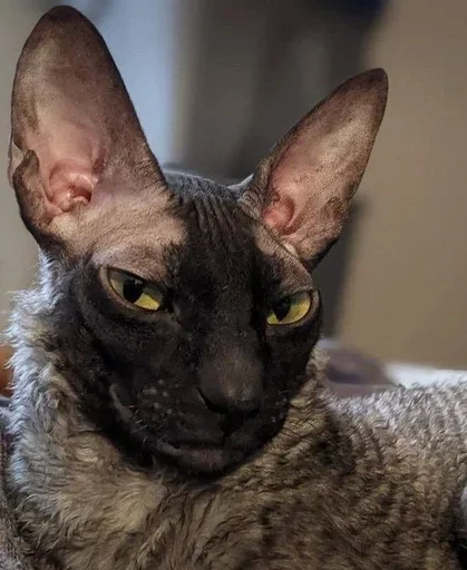 Sticker GkxKUHM_by_achestickbot - 1