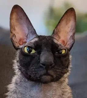 Sticker Больше стиков тут: @stikery4 - 4