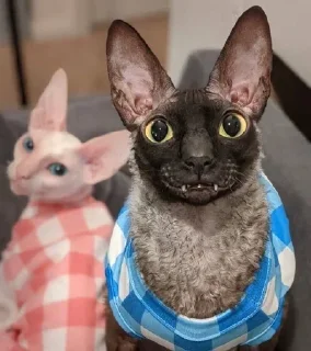 Sticker Больше стиков тут: @stikery4 - 5