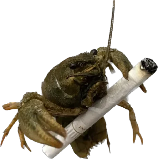 Sticker GLACKICH - 4