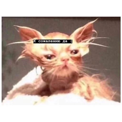 Sticker Блаблабла - 1