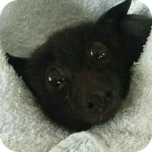 Глупые мышаньи - 