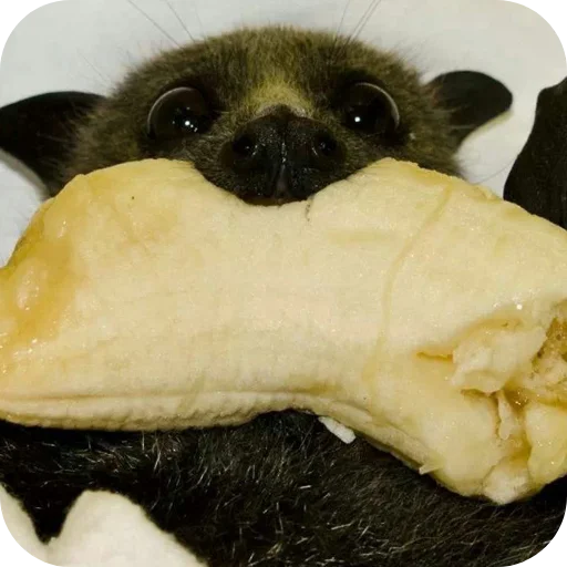 Sticker GlupyeMyshani - 1