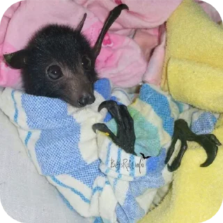 Стикер Глупые мышаньи - 6