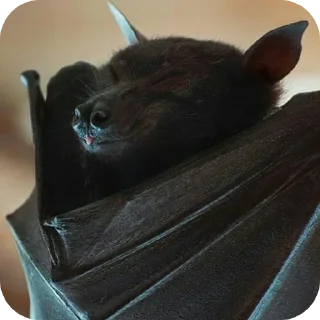 Стикер Глупые мышаньи - 4