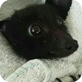 Стикер Глупые мышаньи - 1