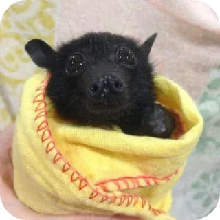 Стикер Глупые мышаньи - 11