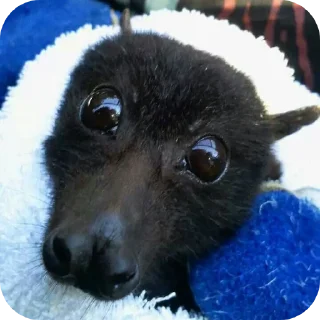 Стикер Глупые мышаньи - 9