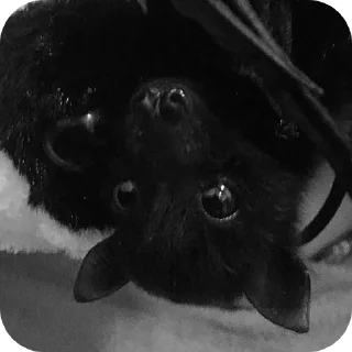 Стикер Глупые мышаньи - 7