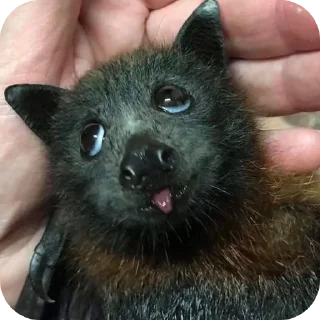 Стикер Глупые мышаньи - 3