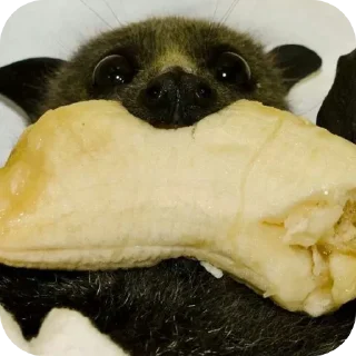 Стикер Глупые мышаньи - 5