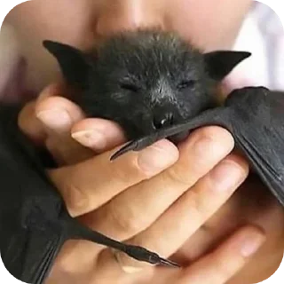 Стикер Глупые мышаньи - 8