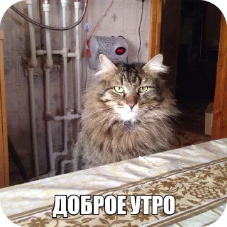 Стикер Гмаьм - 11