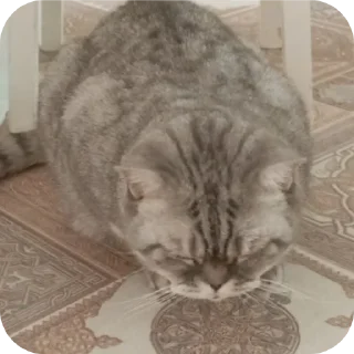 Стикер Гмаьм - 1