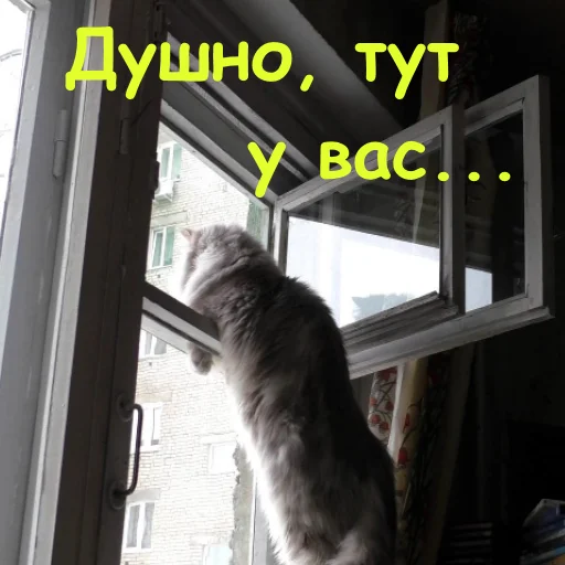 small to medium-sized cats window felidae