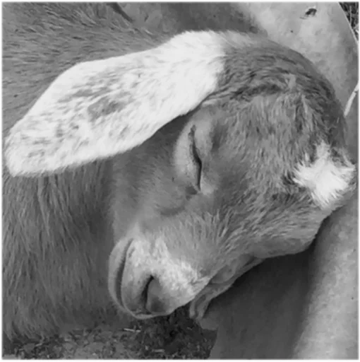 Стикер Goatz - 1