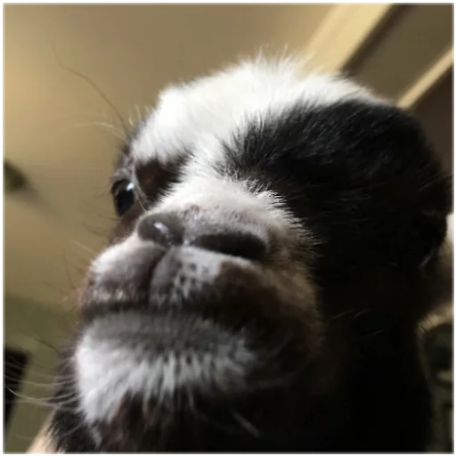 Стикер Goatz - 1