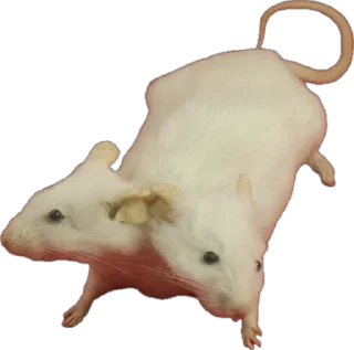 Sticker @goblynskaya - 5