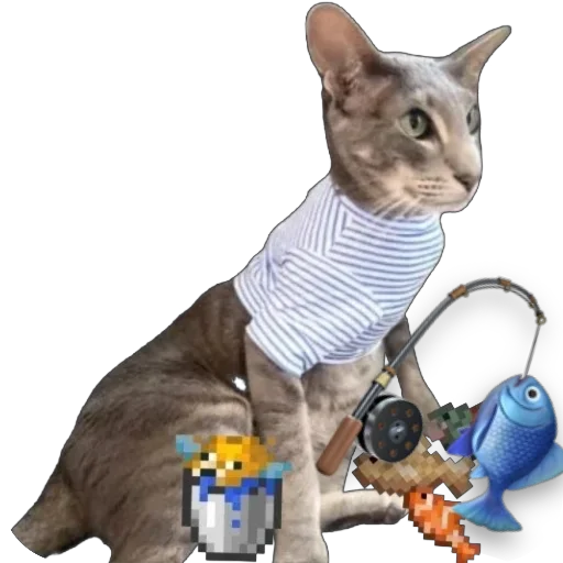 домашняя кошка кошка кошки малого и среднего размера