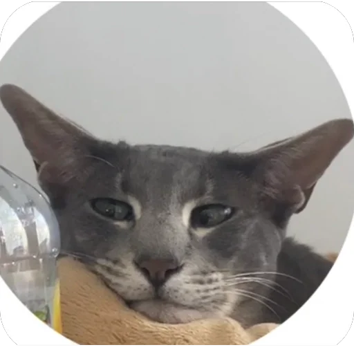 small to medium-sized cats cat whiskers