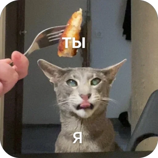 small to medium-sized cats cat felidae