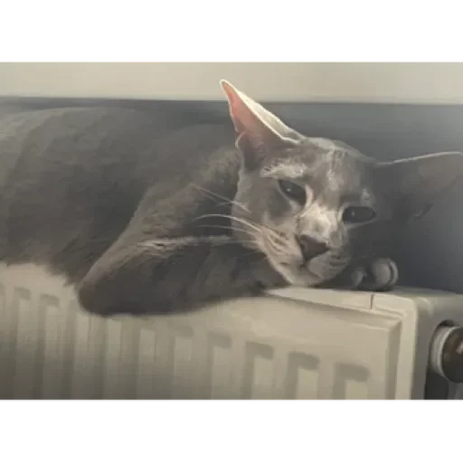 Гога🏔️🦅 - 