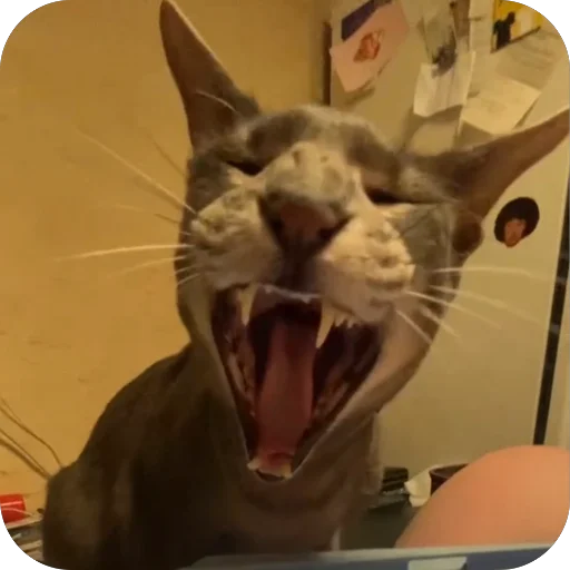 mammal indoor animal