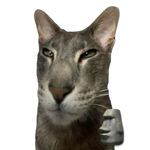 Sticker Goga_cat - 1