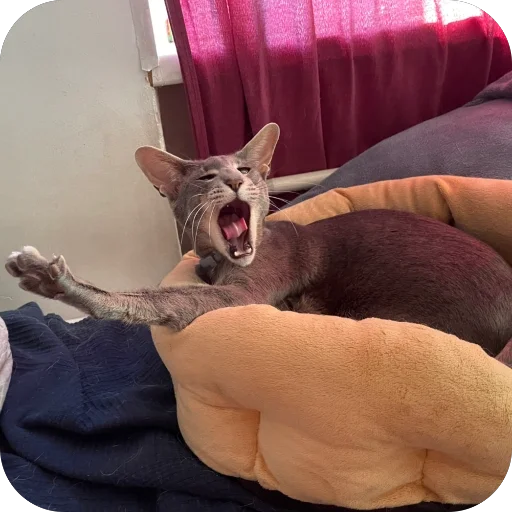 Sticker Goga_cat - 1