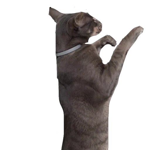 Sticker Goga_cat - 1