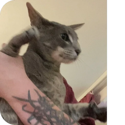 Sticker Goga_cat - 1