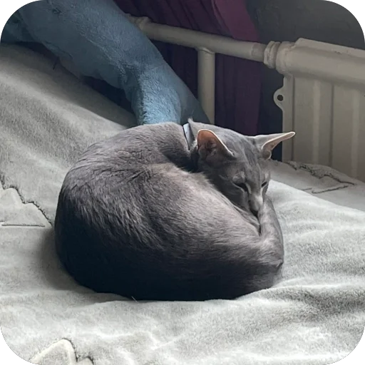 Sticker Goga_cat - 1