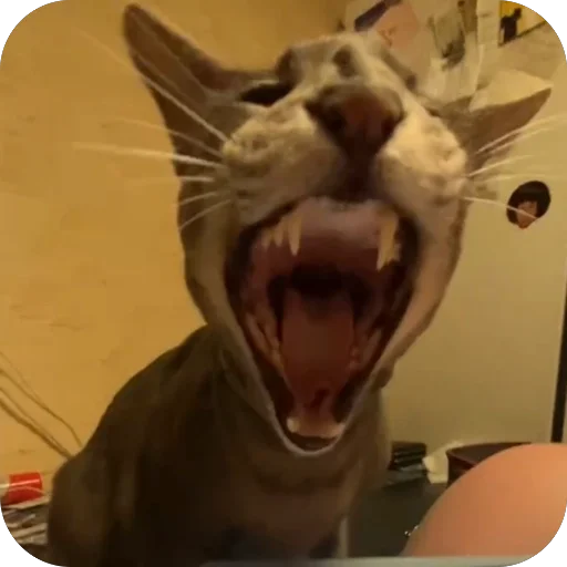 Sticker Goga_cat - 1