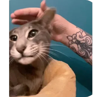 Стикер Гога🏔️🦅 - 11